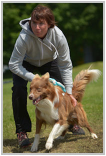 border collie speedy dream